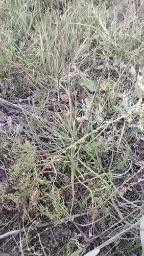 Plantago salsa, photograph 1