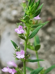 Micromeria graeca