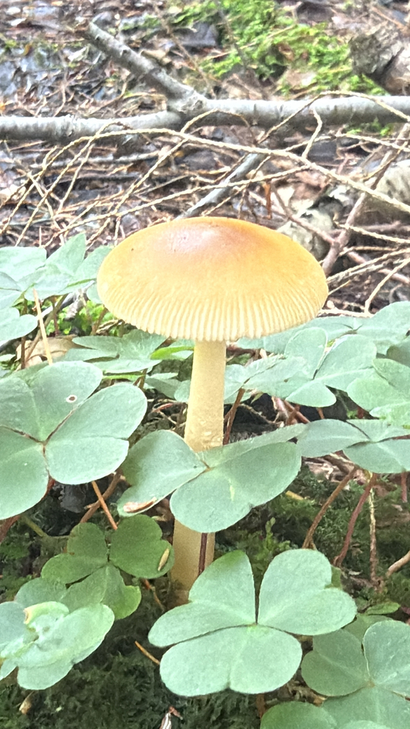 Tawny Grisette · August 2026 · photo: Photo: (c) nebrooks, some rights reserved (CC BY) · iNaturalist