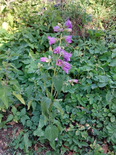 Nettle-leaved Bellflower