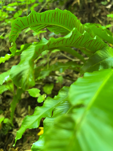 Hart's-tongue fern