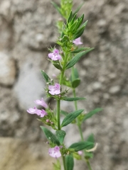 Micromeria graeca