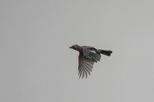 Eurasian Jay