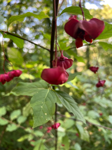 Large-leaved Spindle