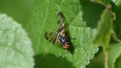 Otites porcus