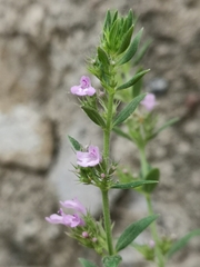 Micromeria graeca