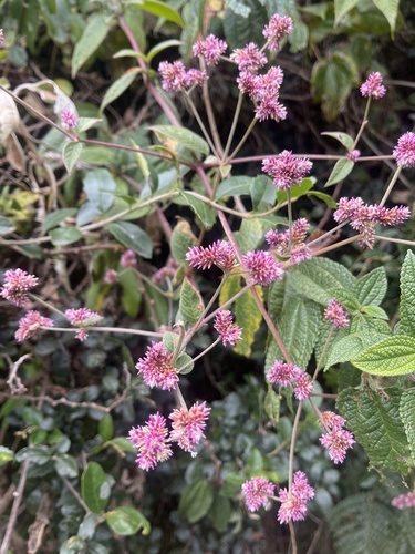 Alternanthera porrigens