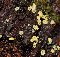 Chlorosplenium