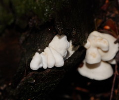 Gloeoporus phlebophorus