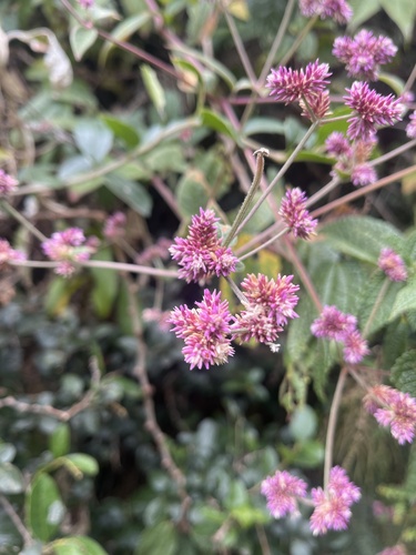 Alternanthera porrigens, photograph 2