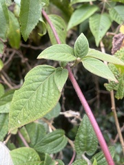 Alternanthera porrigens, photograph author not stated, no rights reserved