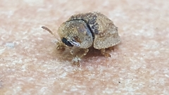 Hypocassida