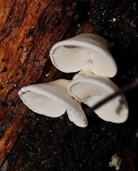 Gloeoporus phlebophorus