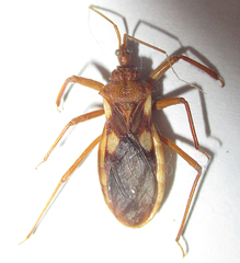 Reduviinae