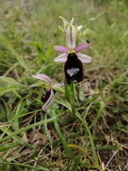 Ophrys bertolonii benacensis