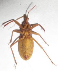 Reduviinae