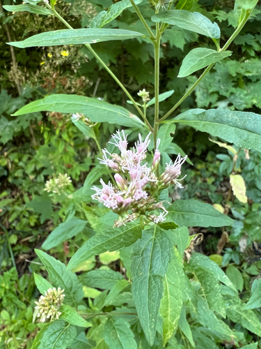 hemp agrimony