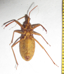 Reduviinae