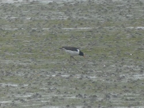Eurasian Oystercatcher