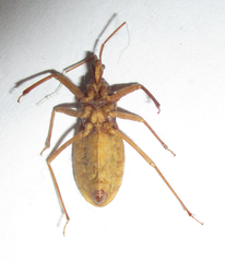 Reduviinae