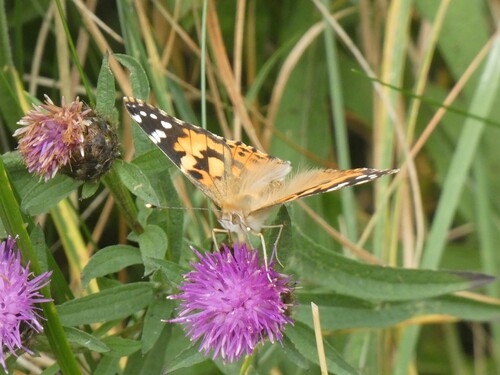 Painted Lady