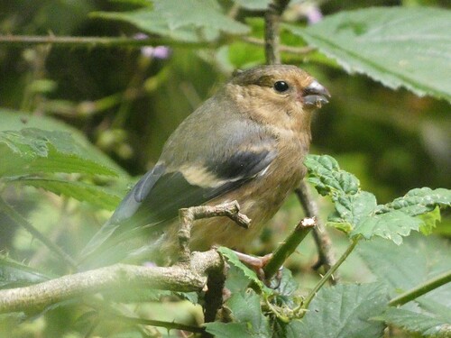 Eurasian Bullfinch