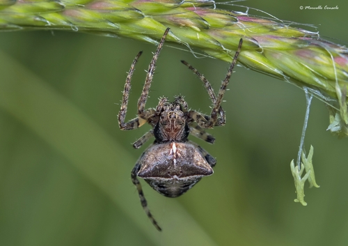 Two-tubercled Orb-web