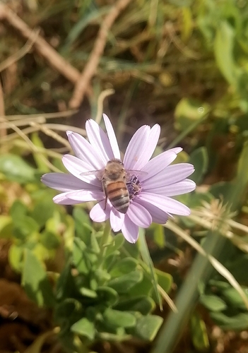 Western Honey Bee