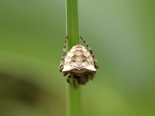 Two-tubercled Orb-web