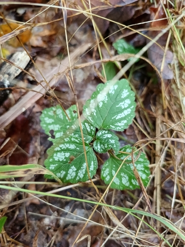 yellow archangel