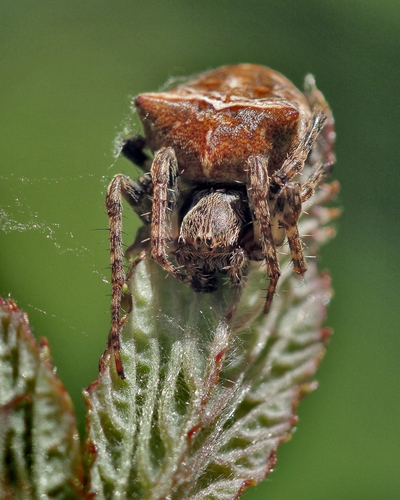 Two-tubercled Orb-web