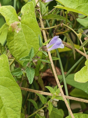 Marsh Skullcap