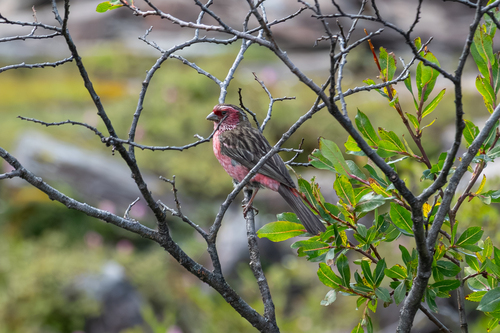 Chinese White-browed Rosefinch