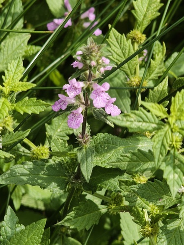 Marsh Woundwort