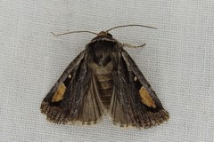 Proteuxoa passalota