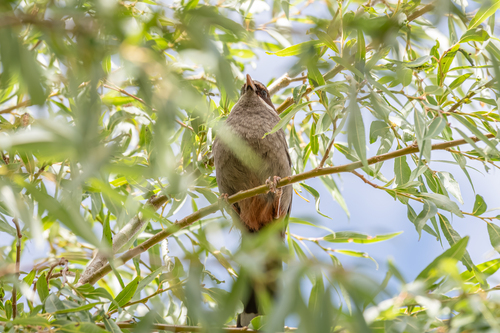 Prince Henry's Laughingthrush