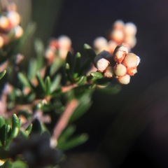 Cryptandra lanosiflora