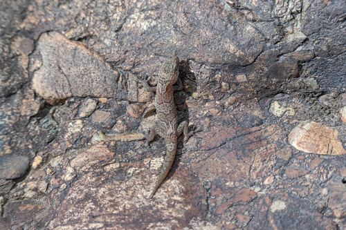 Tibetan Thin-toed Gecko