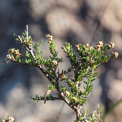 Cryptandra lanosiflora