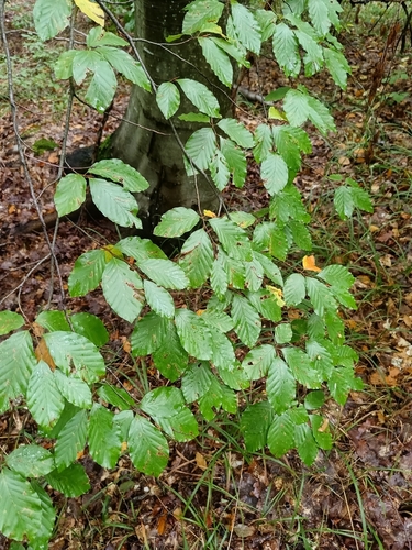 European beech