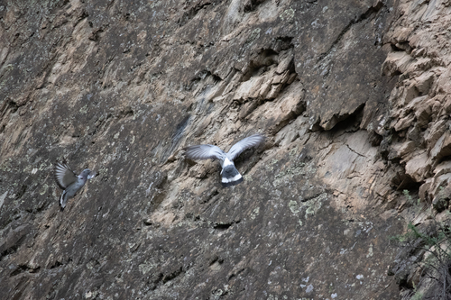 Hill Pigeon