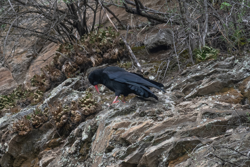 Red-billed Chough