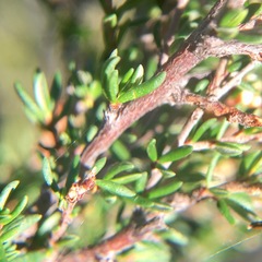 Cryptandra lanosiflora