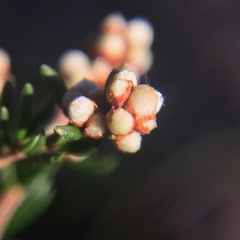 Cryptandra lanosiflora