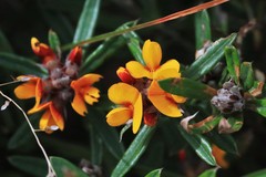Pultenaea myrtoides