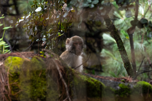 Rhesus Macaque