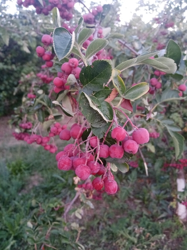 European mountain ash