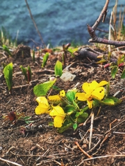 Viola xanthopetala