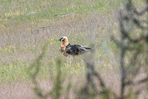 Eurasian Bearded Vulture