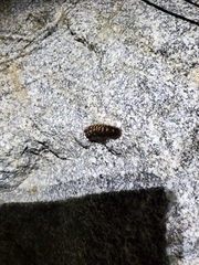 Ectypia clio